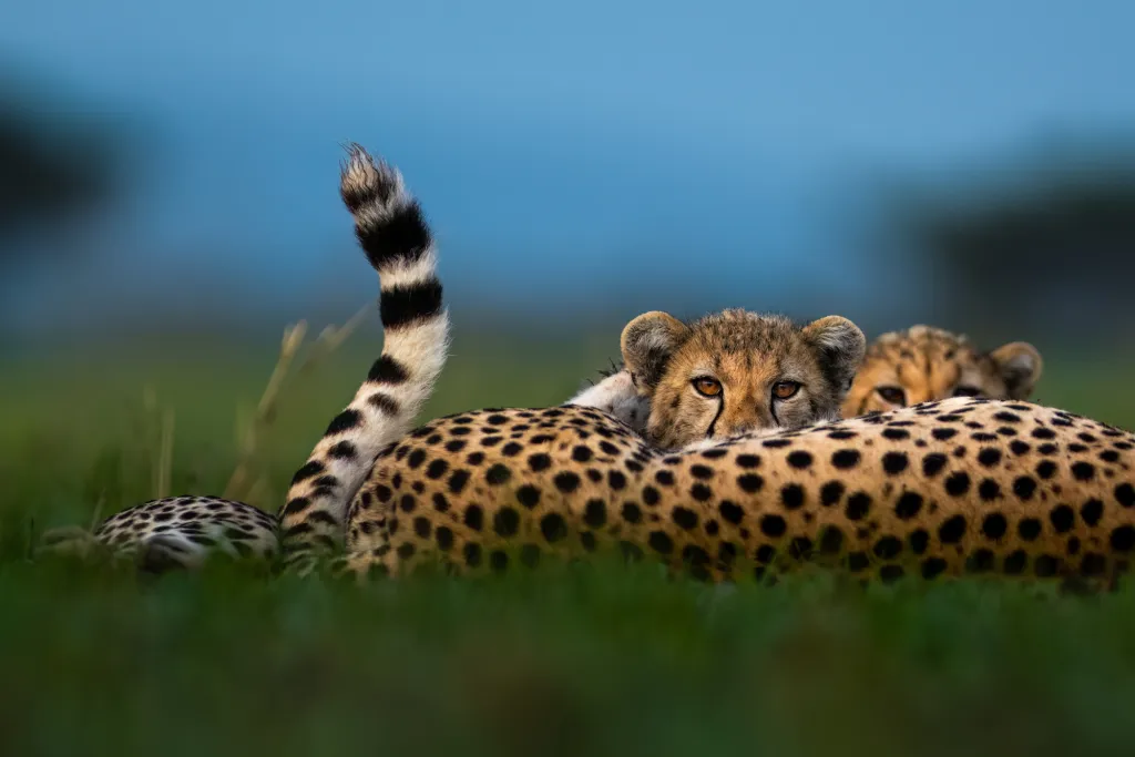 Two cheetah cubs peeking over their mother's back.