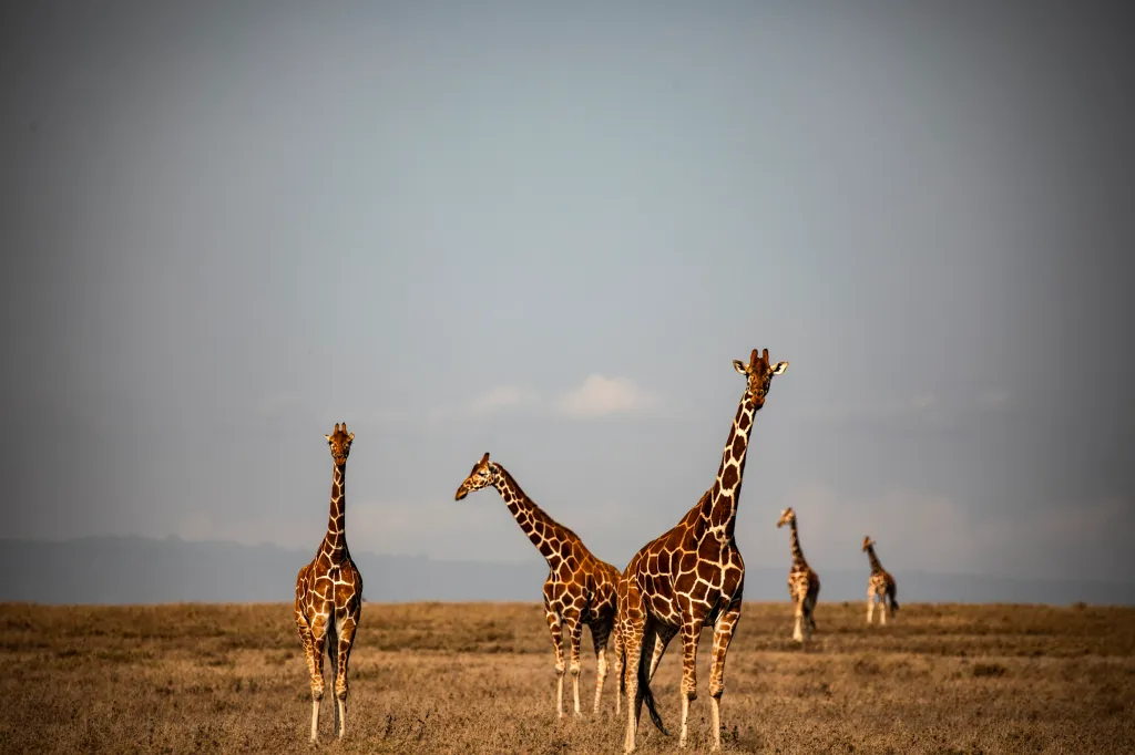Five giraffes standing in a dry, grassy field with a light blue sky.