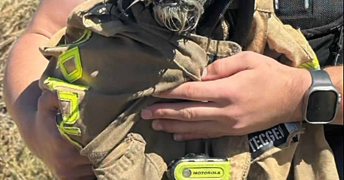 Watch Menlo Park firefighters rescue missing dog from San Francisco Bay