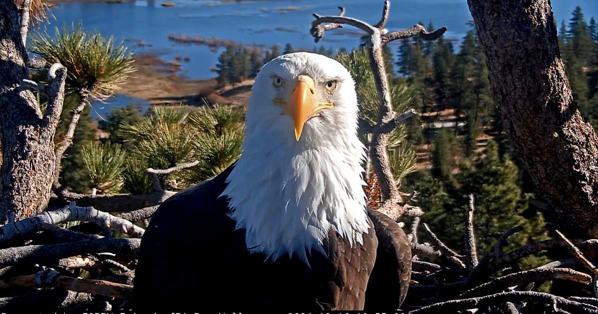 Big Bear bald eagle Jackie leaves intensive care but remains ‘very sick’