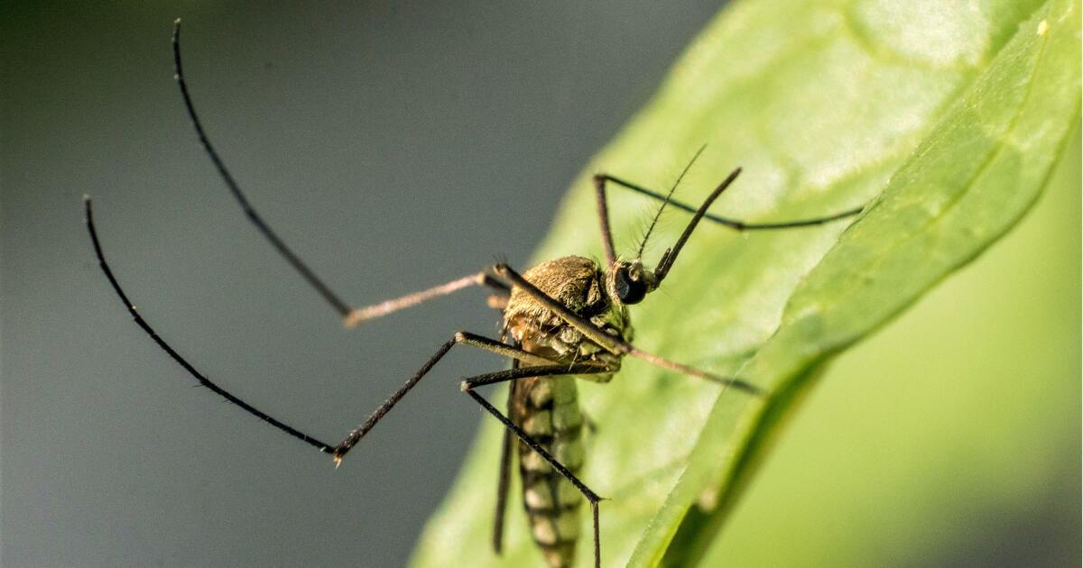 Very ill L.A. County person found to have West Nile amid explosion of virus activity nationwide