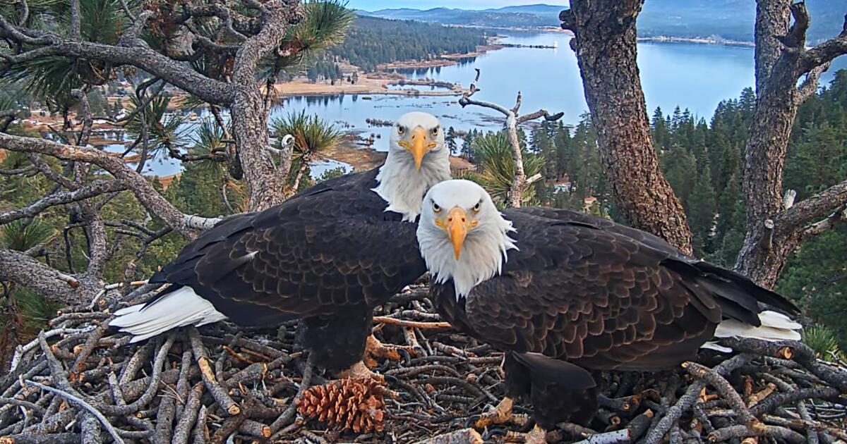 With Big Bear eagle ailing, OpenAI co-founder drops $5.5M to buy land near nest