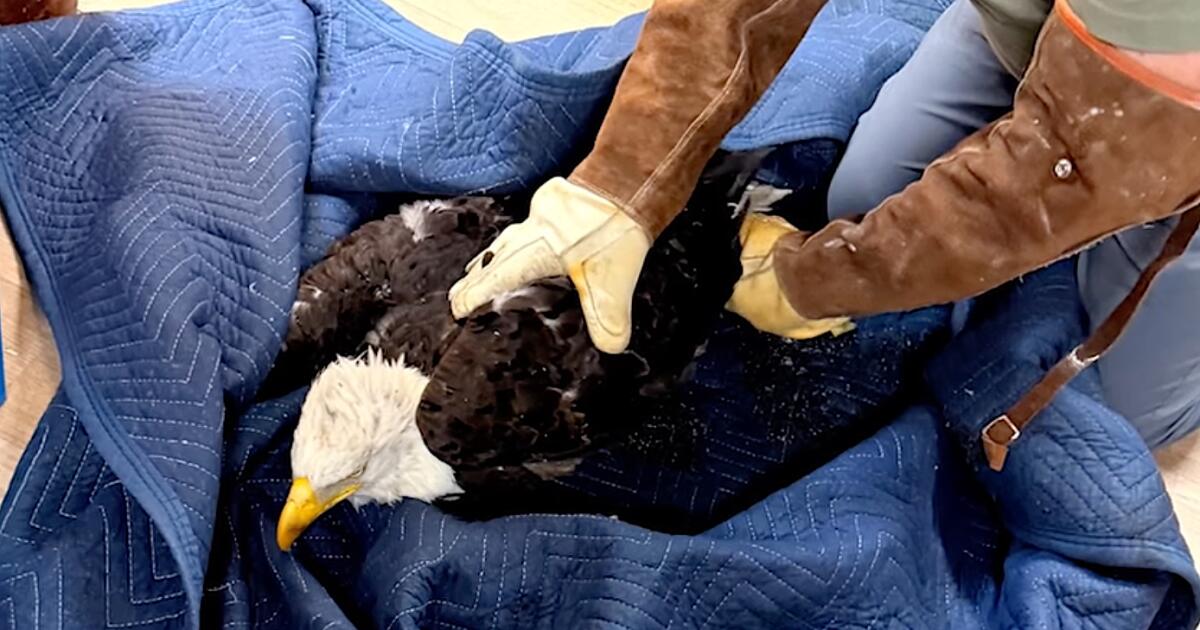 Rescued eagle Jackie battles anemia, inflammation. ‘It’s too early to predict the outcome’