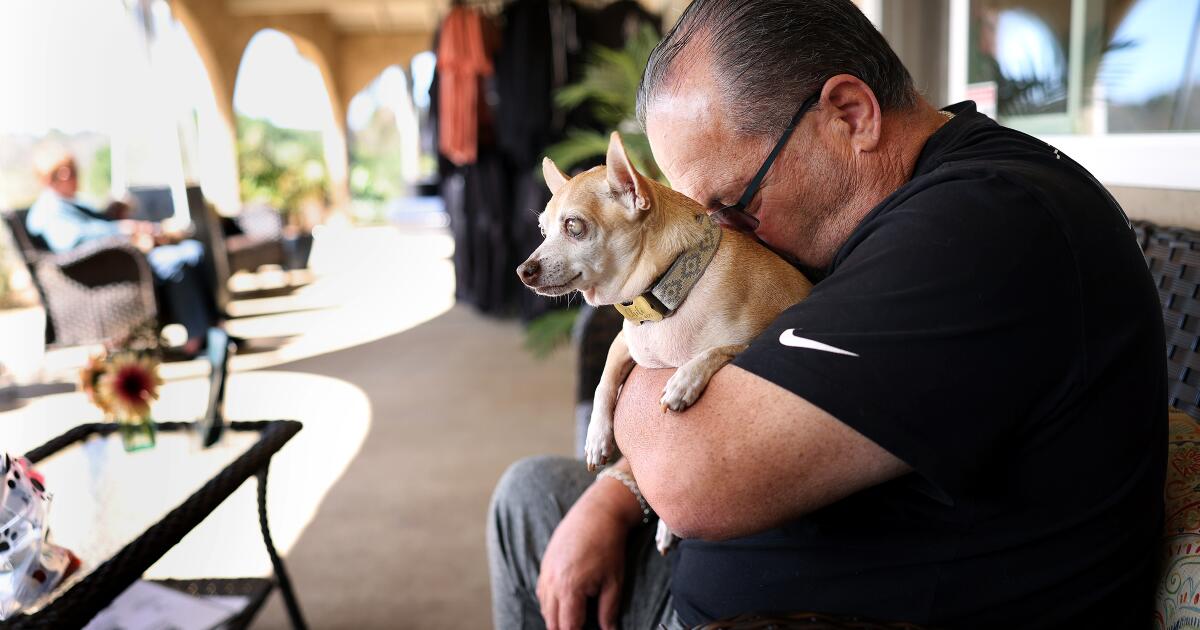 The joy and heartbreak of adopting a senior dog