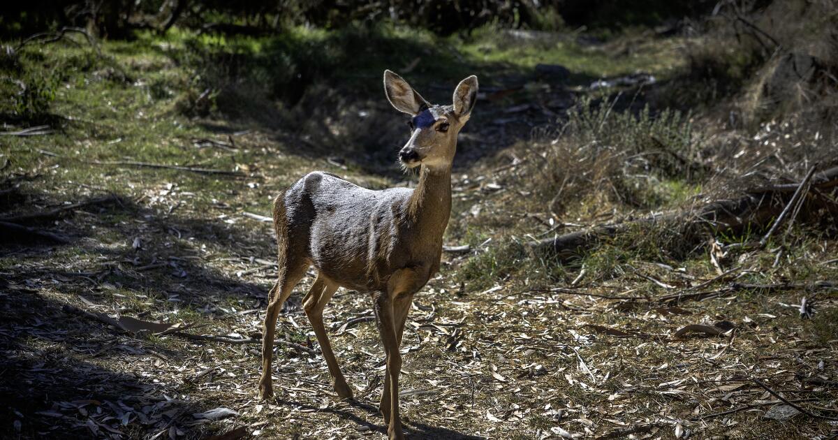 America’s wildlife refuges may no longer protect the animals