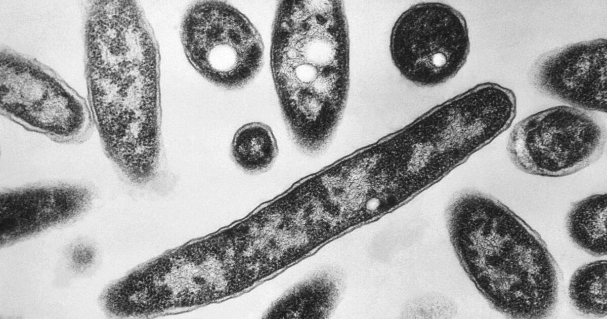Second death reported in Legionnaires’ disease outbreak in New York City