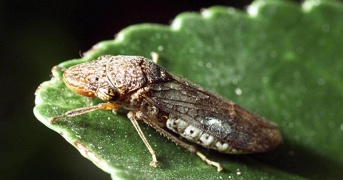 This invasive insect threatens California’s wine industry. It’s been linked to another Costco-sold plant
