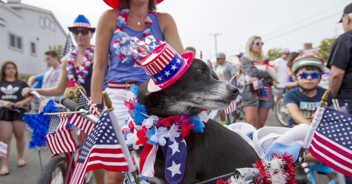 Your pet afraid of fireworks? Here’s how to keep them safe for the Fourth of July