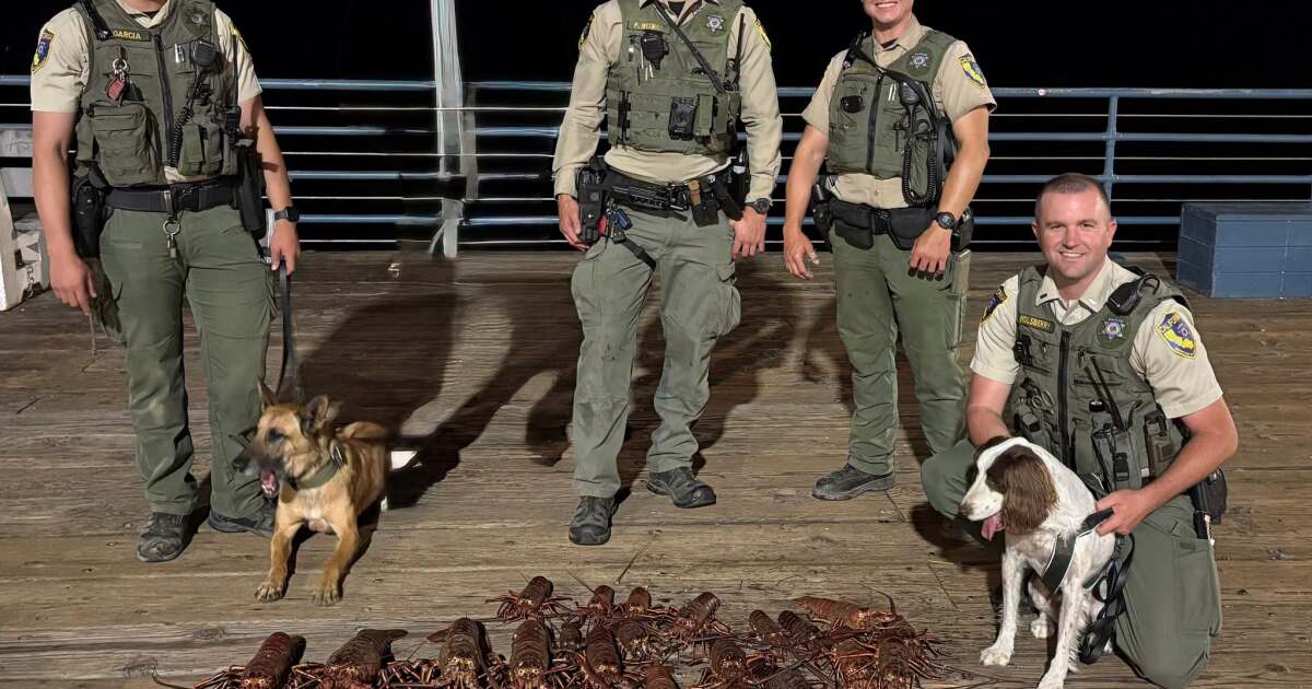 Lobster poachers pinched in Santa Monica; crustaceans stuffed in bags, backpacks, a baby stroller