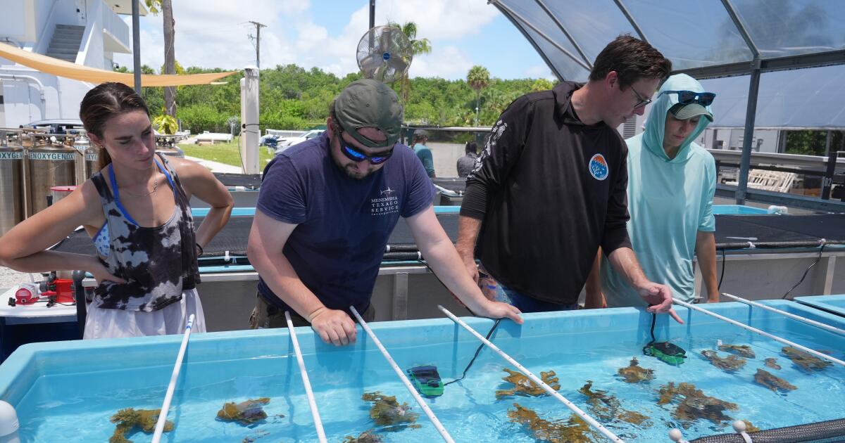 Florida researchers bring endangered elkhorn coral pieces ashore to protect them