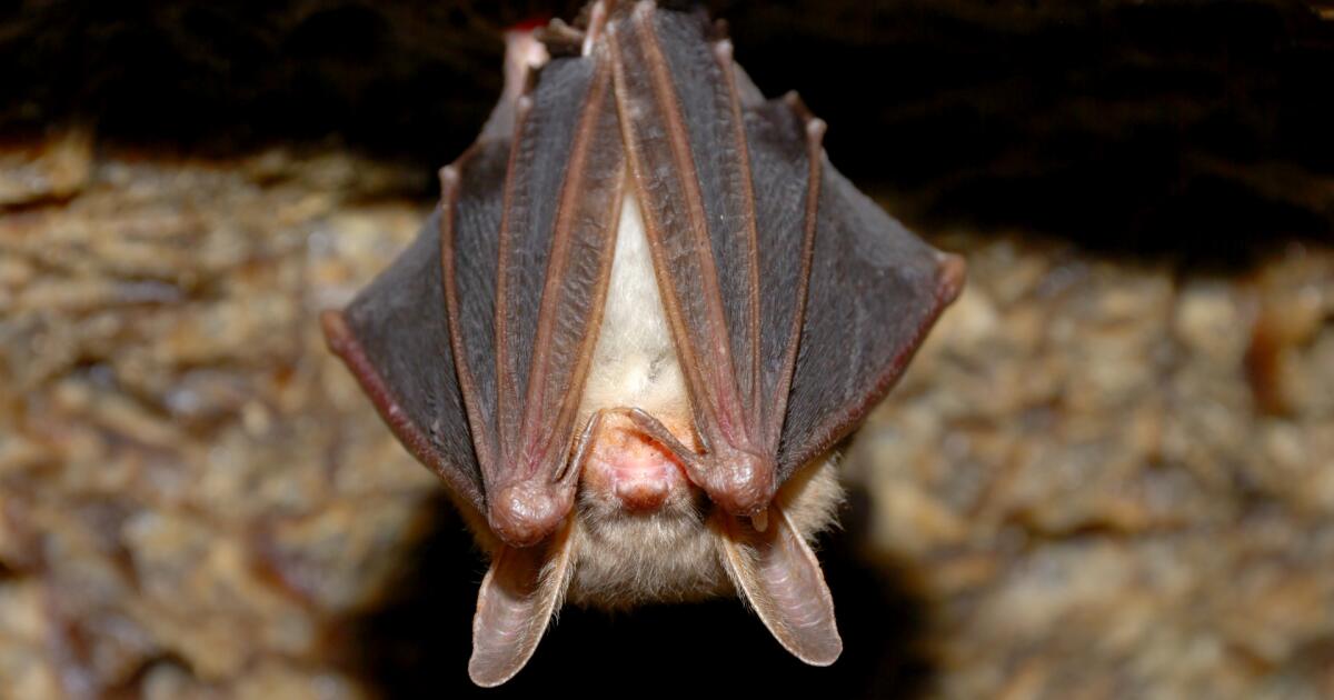 Bat dropped onto table at SoCal restaurant. It had rabies, officials say