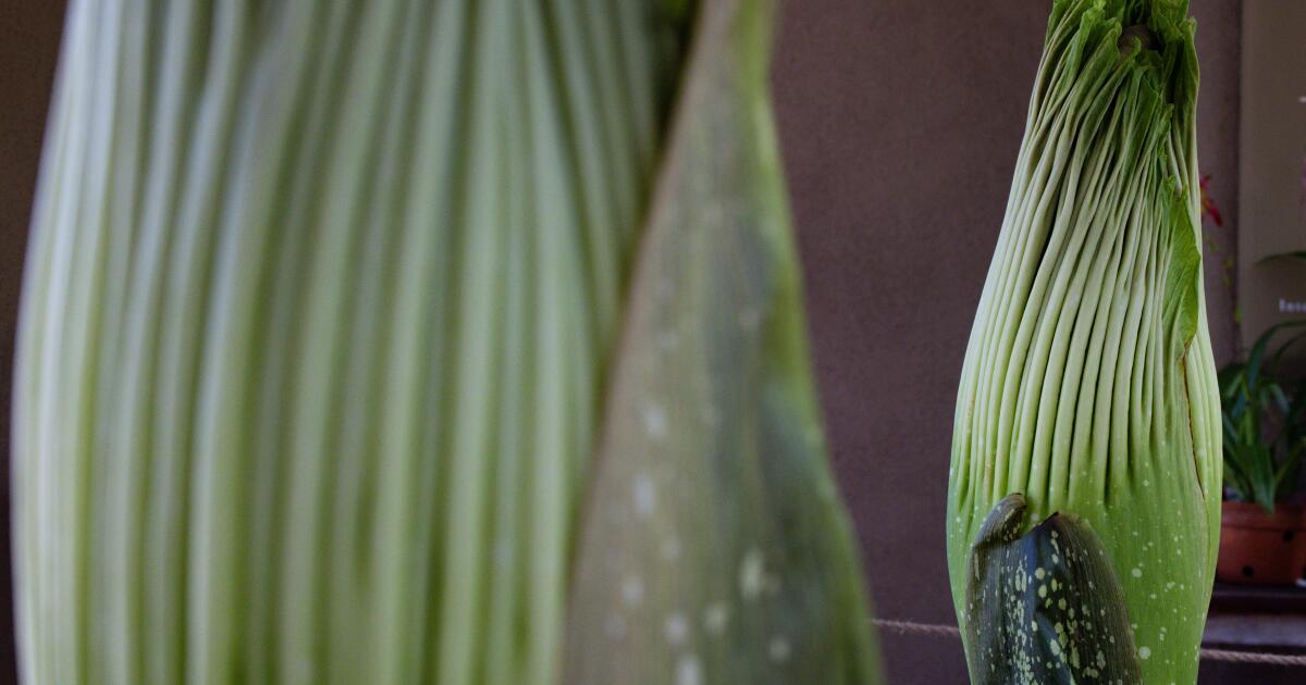 Twice the stink! Two rare corpse flowers at the Huntington are set to bloom