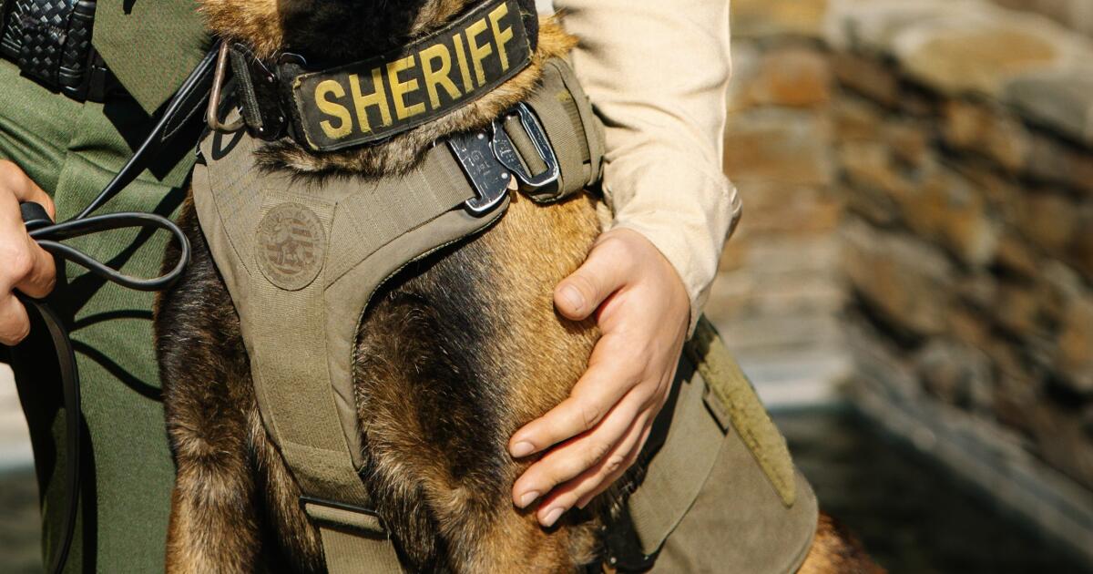 K-9 killed after fireworks scare sends it running into traffic in Central California