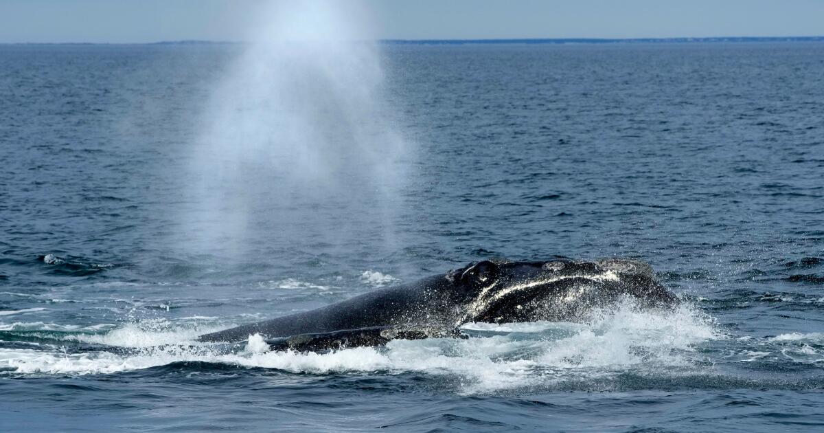 Endangered right whales could wait almost a decade for new U.S. protections