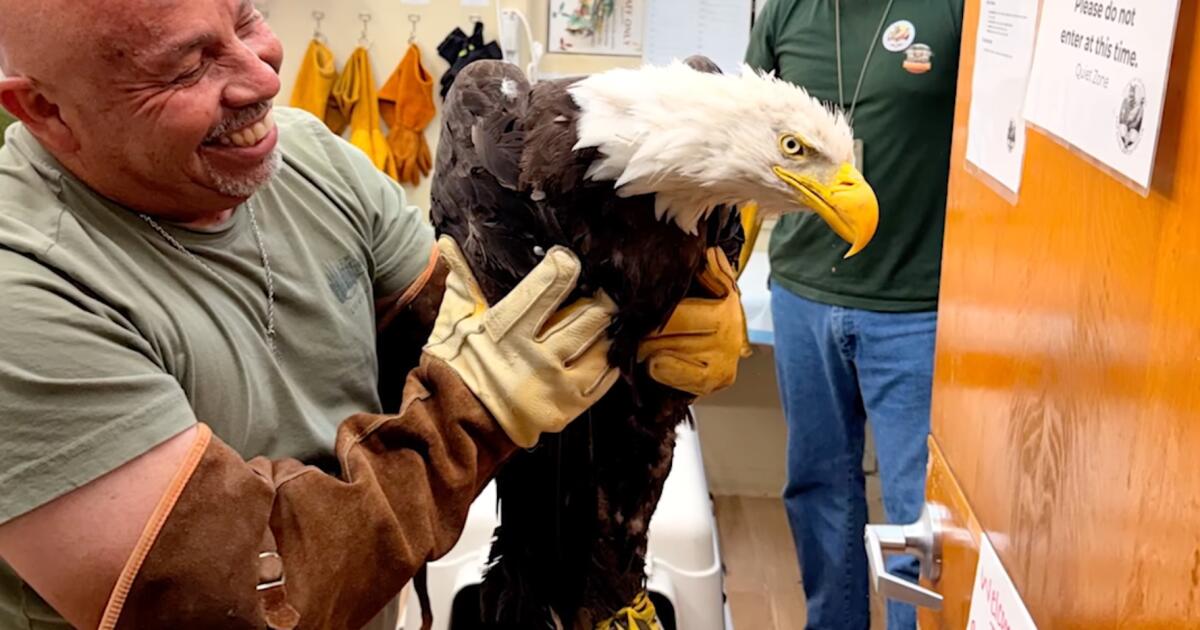 Rescued bald eagle, likely Big Bear’s Jackie, in stable condition