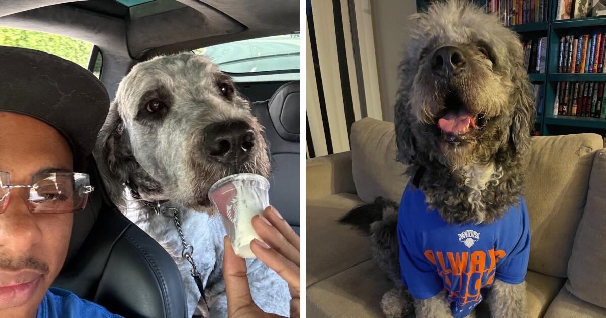 L.A. sued over police shooting of dog wearing Knicks T-shirt