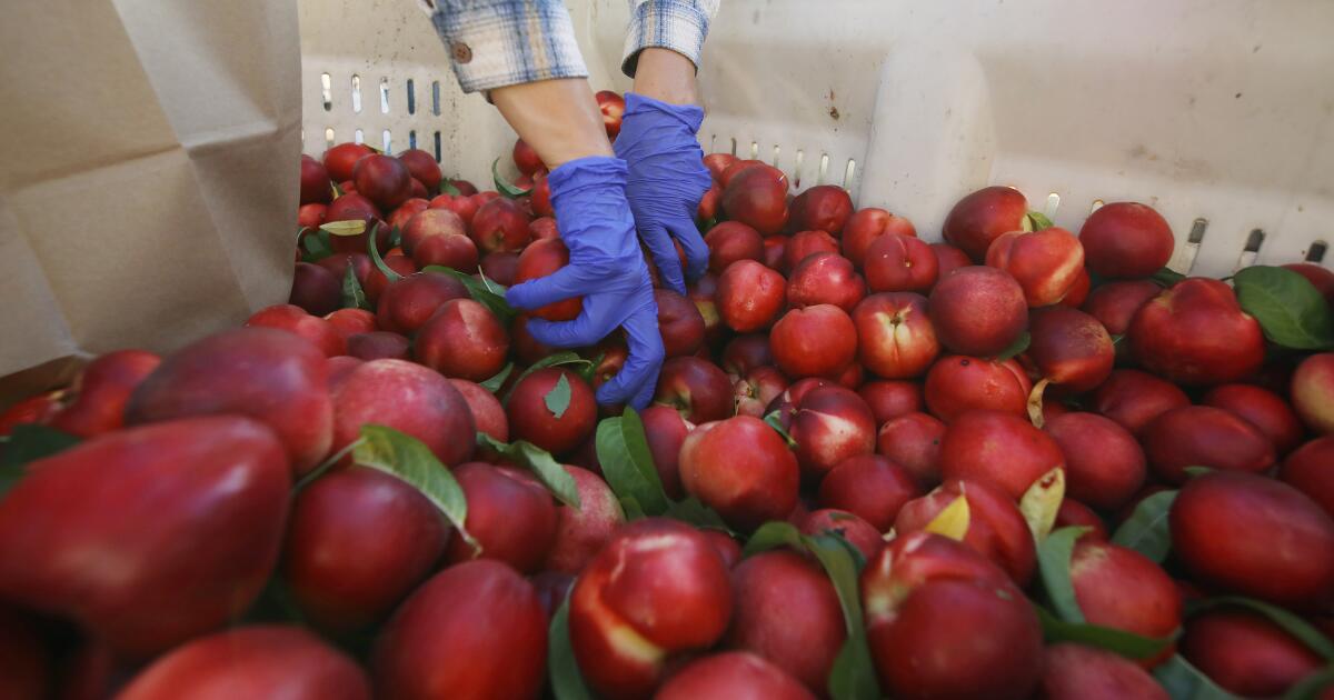 Fresno County farmer gives away 182,000 pounds of nectarines for free