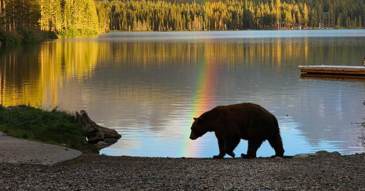 Bloody brawl of humans, dogs and a bear threatens Californians’ fragile detente