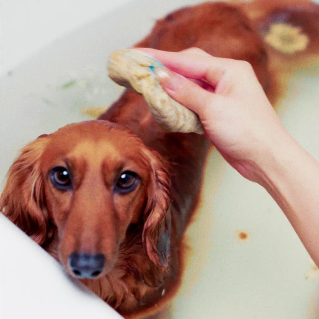 A person's hand bathing a long-haired brown dachshund in a tub, scrubbing the dog's back with a sponge.