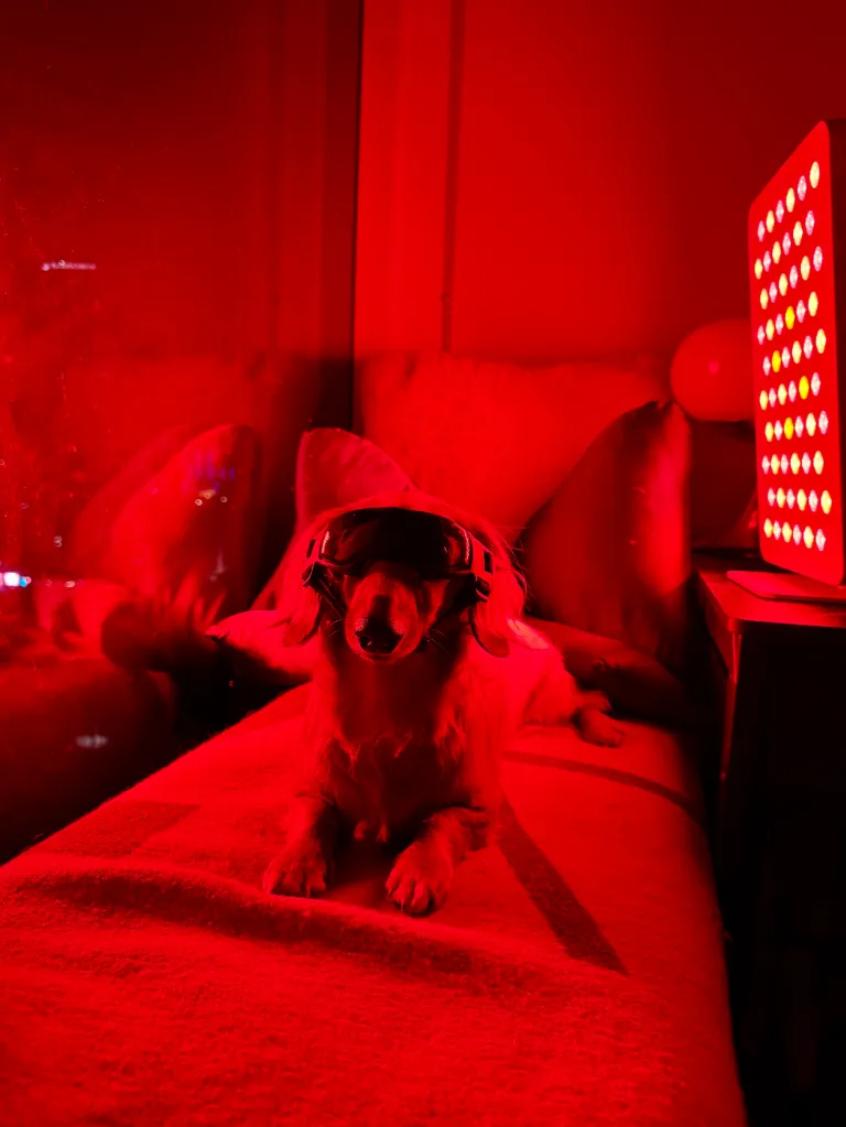 A dog wearing goggles lying on a blanket, under a red light therapy panel.
