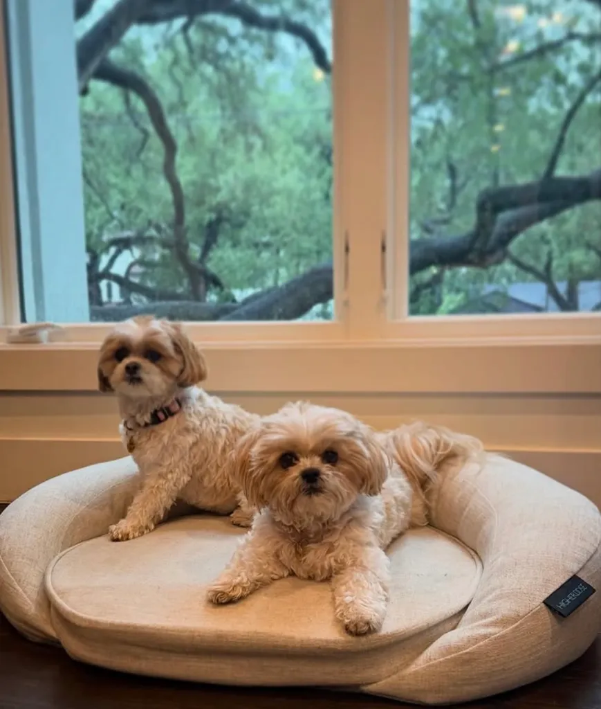 Two Shih Tzu dogs resting in a dog bed.