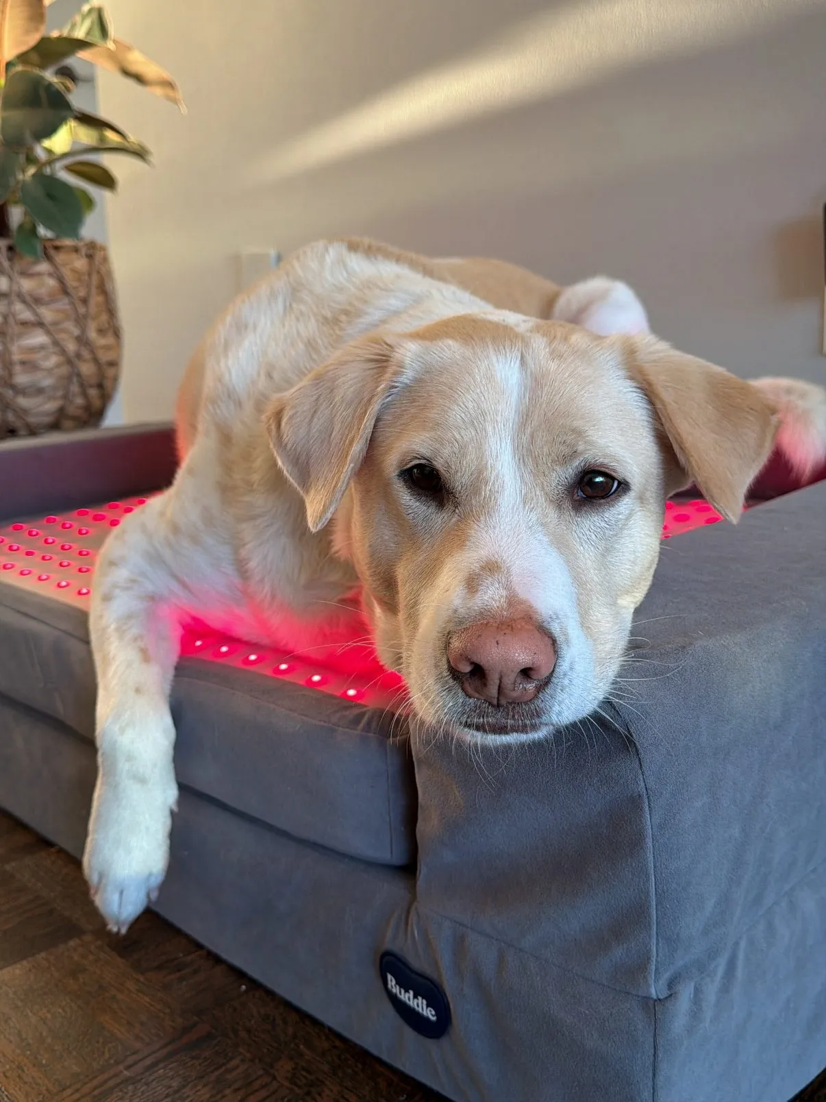 A tan dog with white markings lying on a gray dog bed with red light therapy pads visible beneath it.