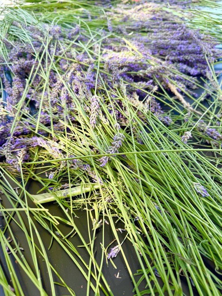 Lavender stems and flowers on a dark surface.