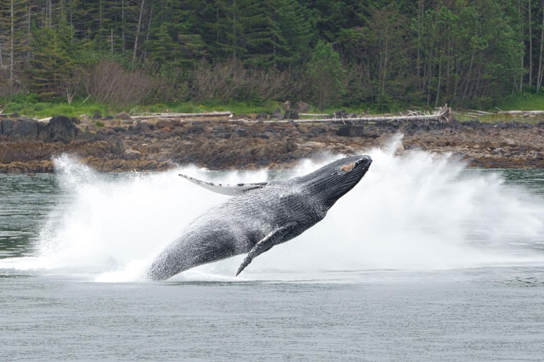 Humpback whale breaching with a forest and rocky shoreline in the background.