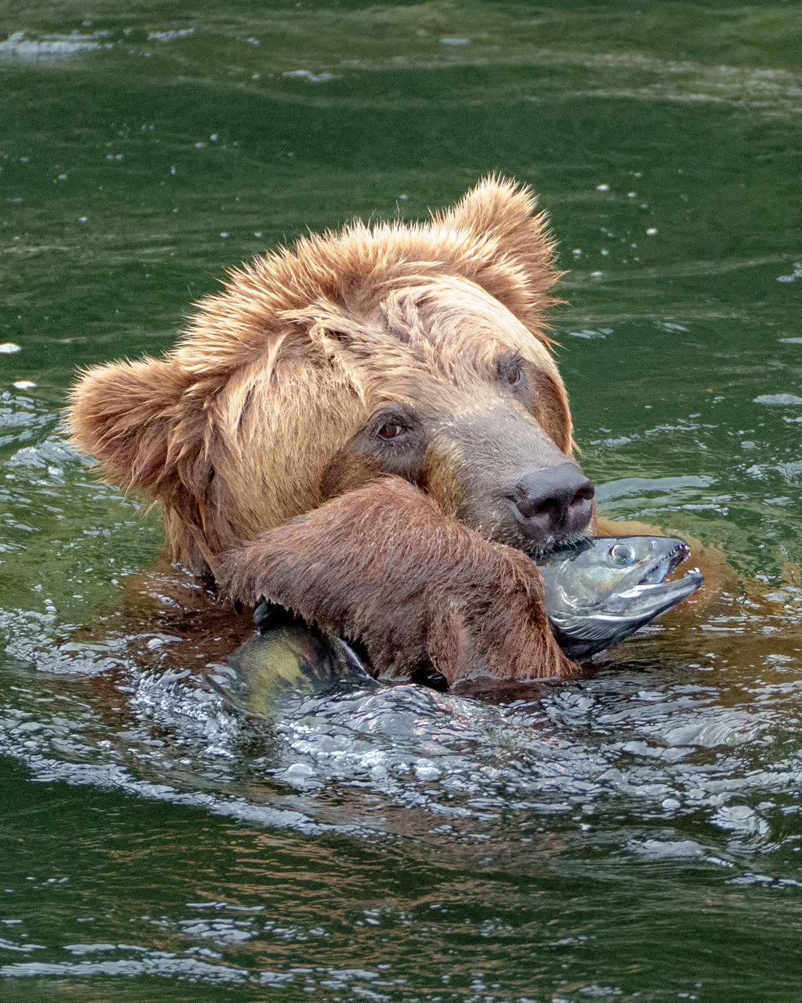 A brown bear with a salmon in its mouth swims in the water.