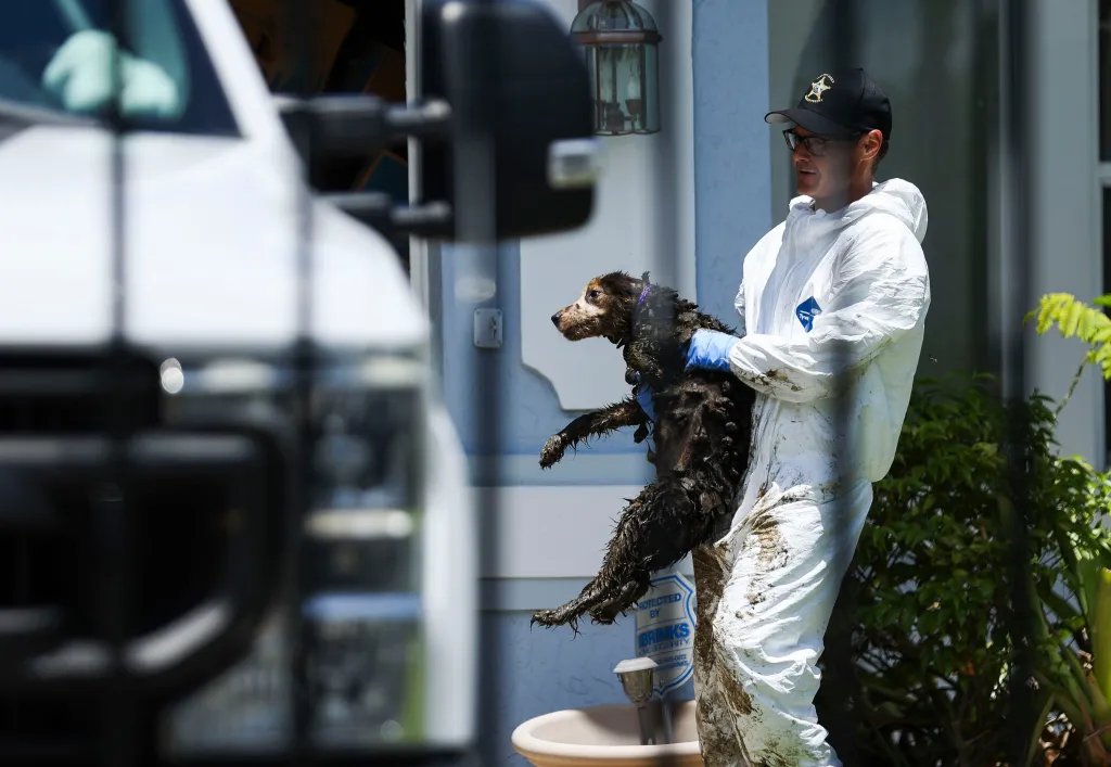 At least 20 mistreated and matted Border Collies were rescued from a Florida hellhole house that was filled with "feces over every square inch," disgusted officials said Monday.