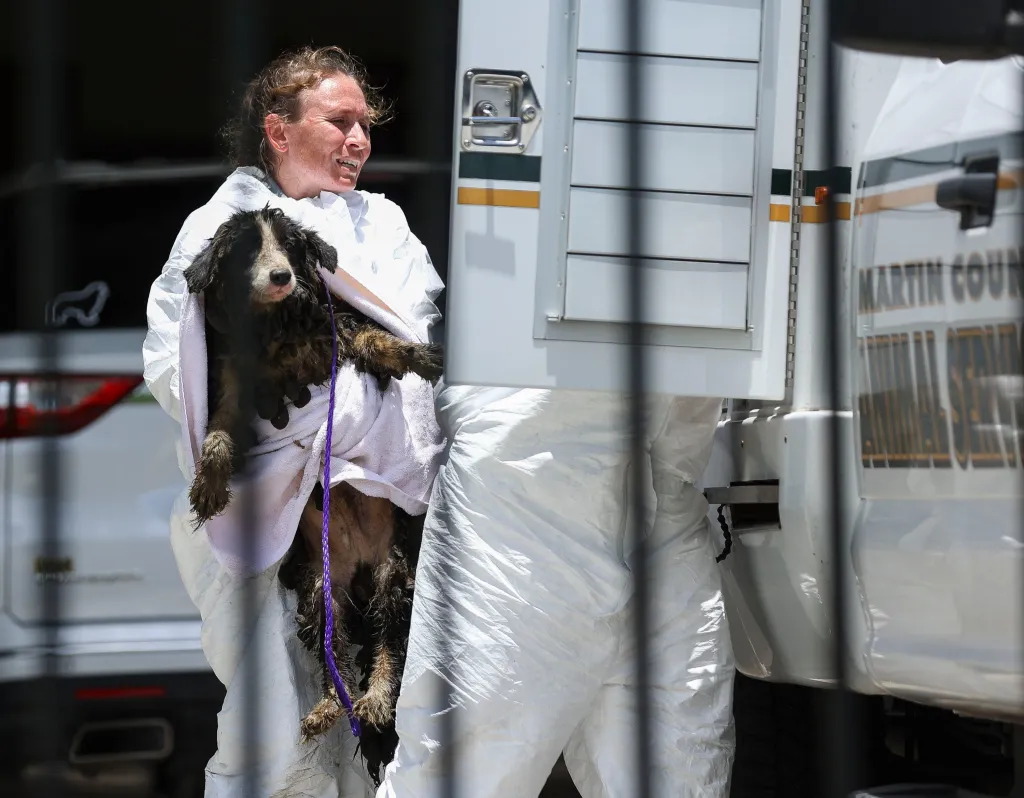 A person in a white protective suit carries a dark, matted Border Collie in a white towel with a purple leash around its neck, next to a "Martin County" truck.