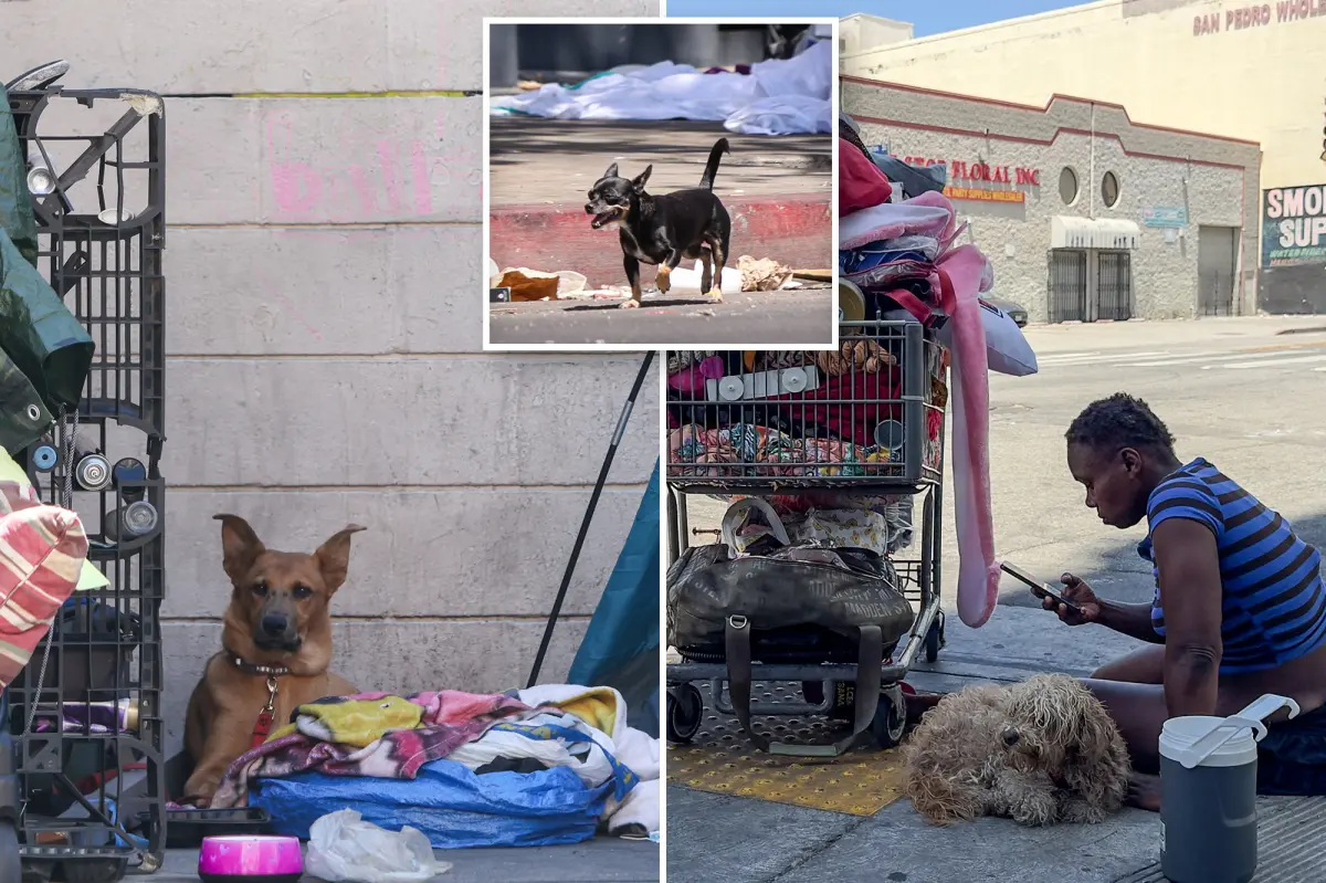 LA is exterminating dogs at unprecedented rate. The faces on the ‘kill list’ are  heartbreaking