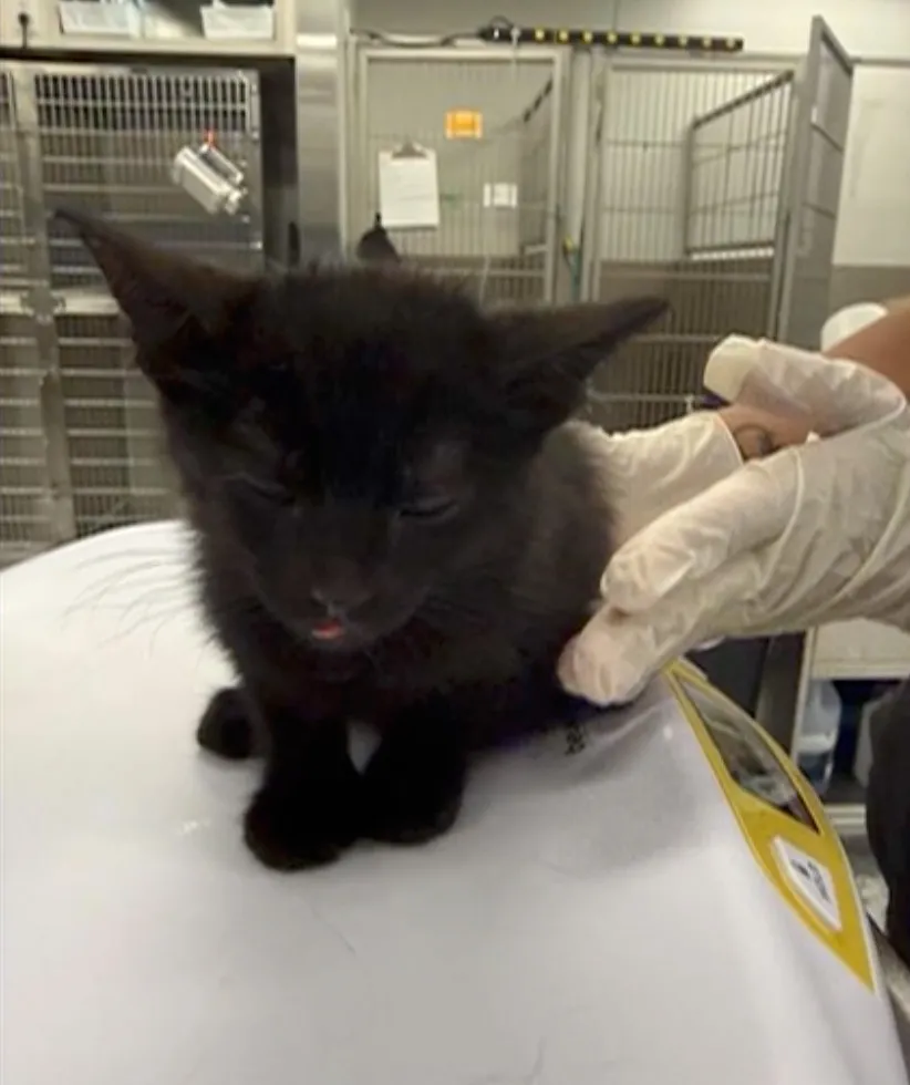 Black kitten with closed eyes and tongue slightly out, being held by a person in gloves.