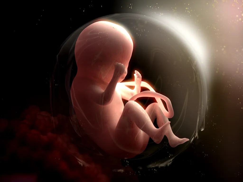 Illustration of a human fetus inside the womb with the umbilical cord clearly visible.