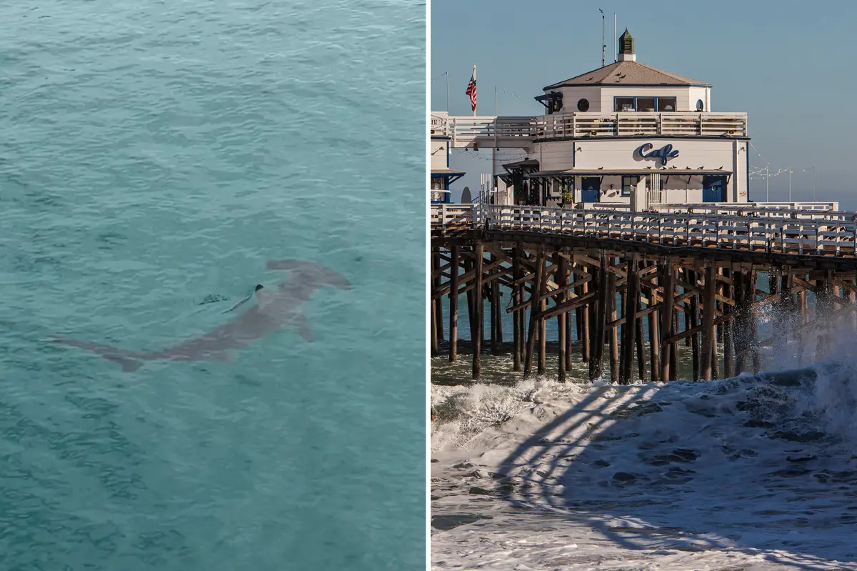 Bone-chilling video captures rare hammerhead shark sighting at Malibu Pier
