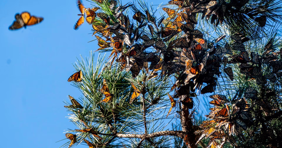 Nature’s Most Extraordinary Stories