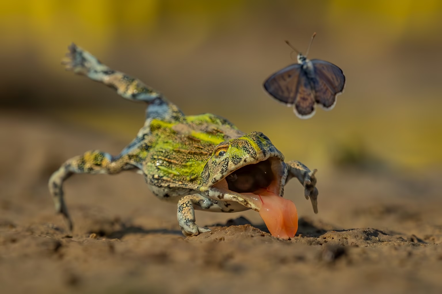 A young African bullfrog fails to catch its prey.