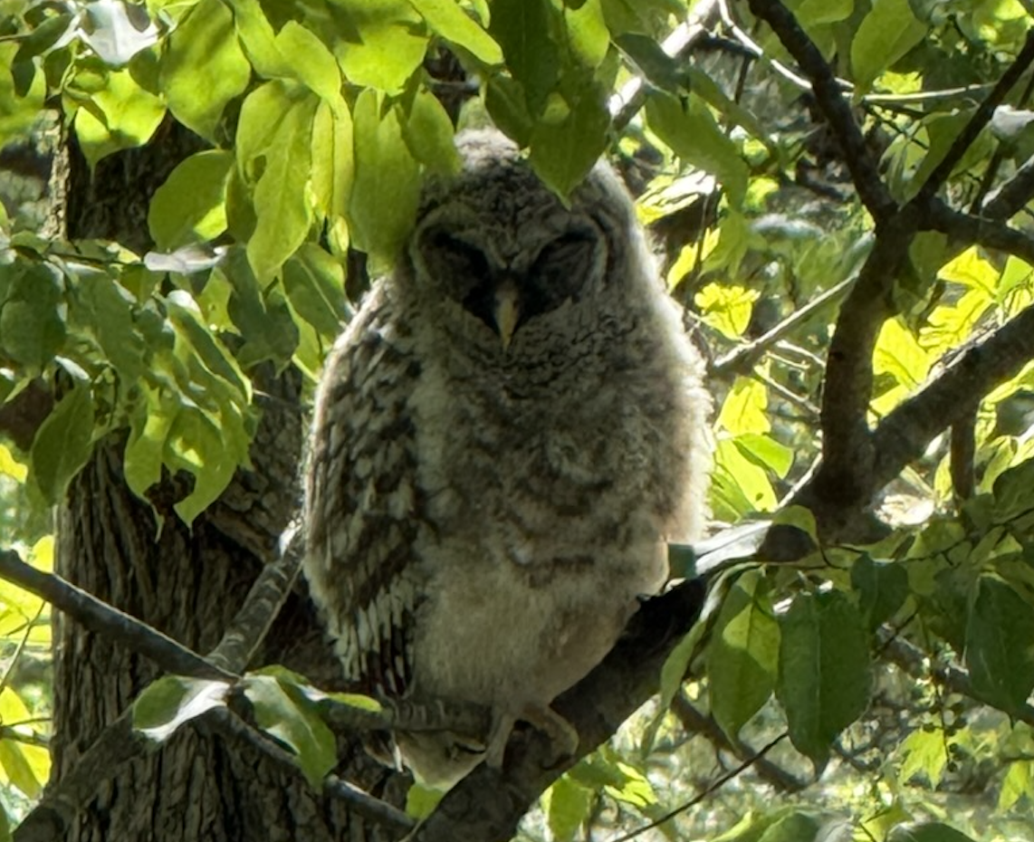 An owl standing on a tree branch