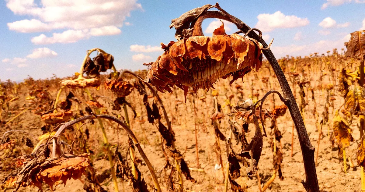 It’s Official: This Is the Hottest America Has Ever Been