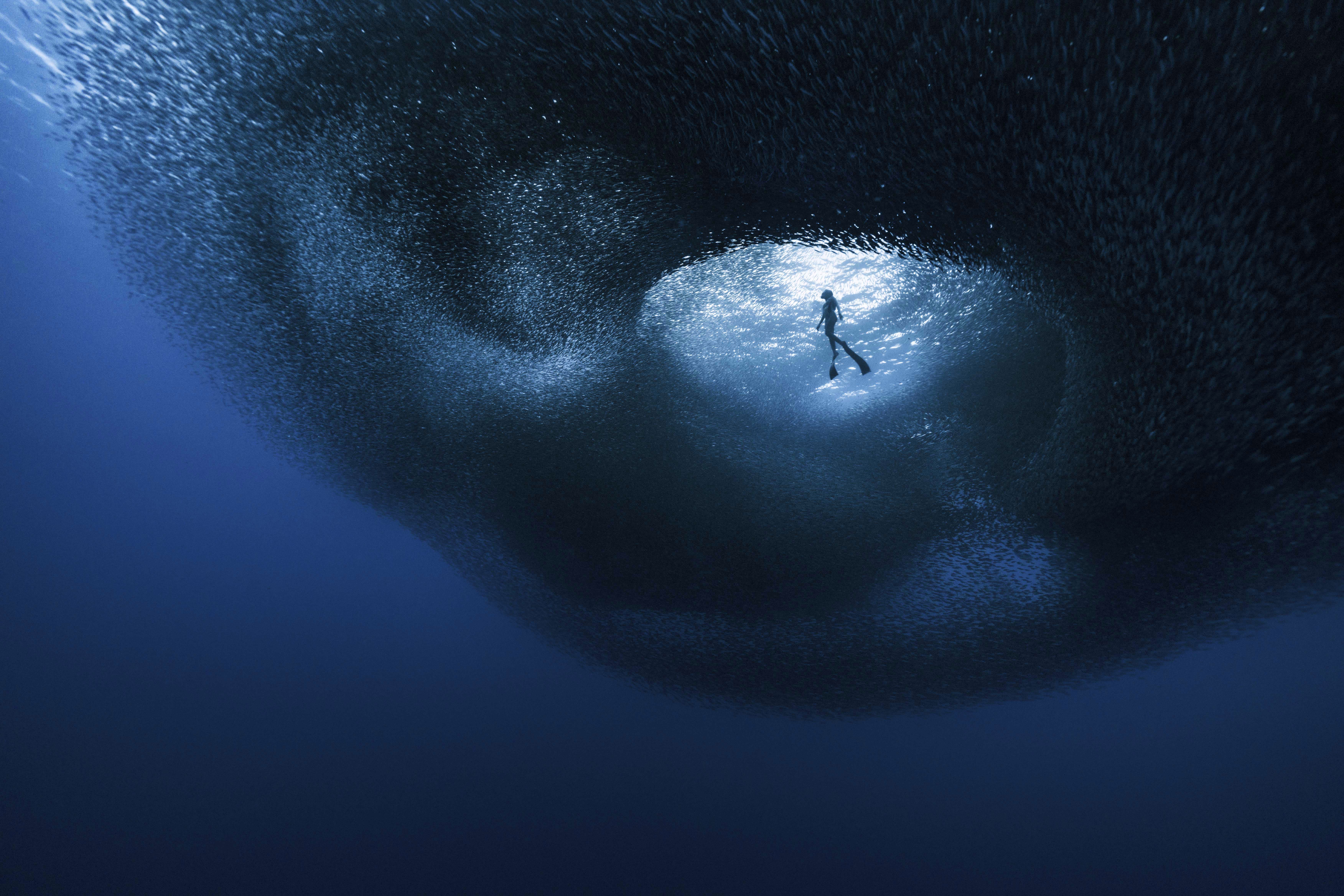 A freediver is surrounded by a vast school of sardines, seen from below.