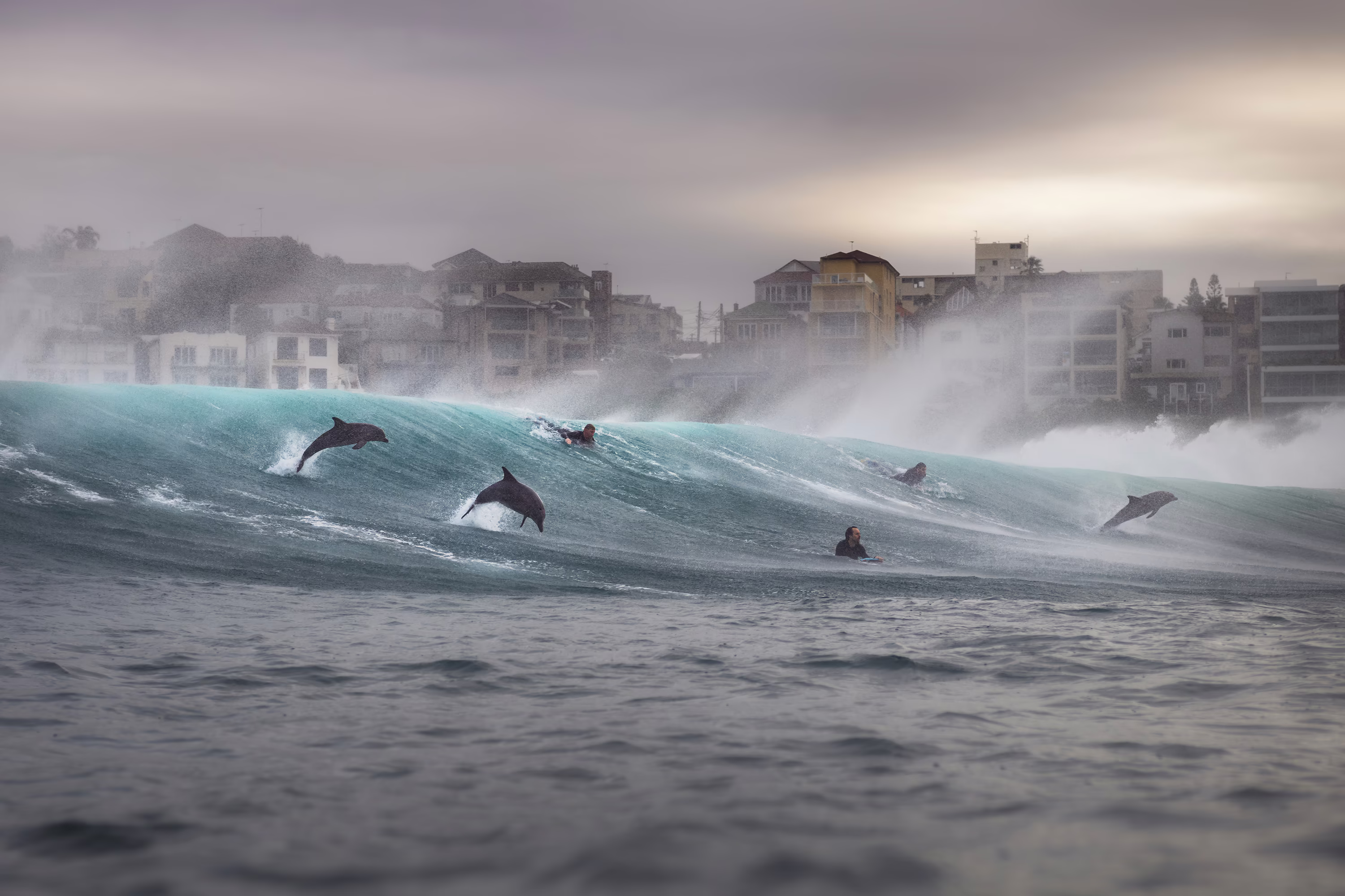 A pair of surfers float at the front of a wave as several dolphins leap from the surf around them.