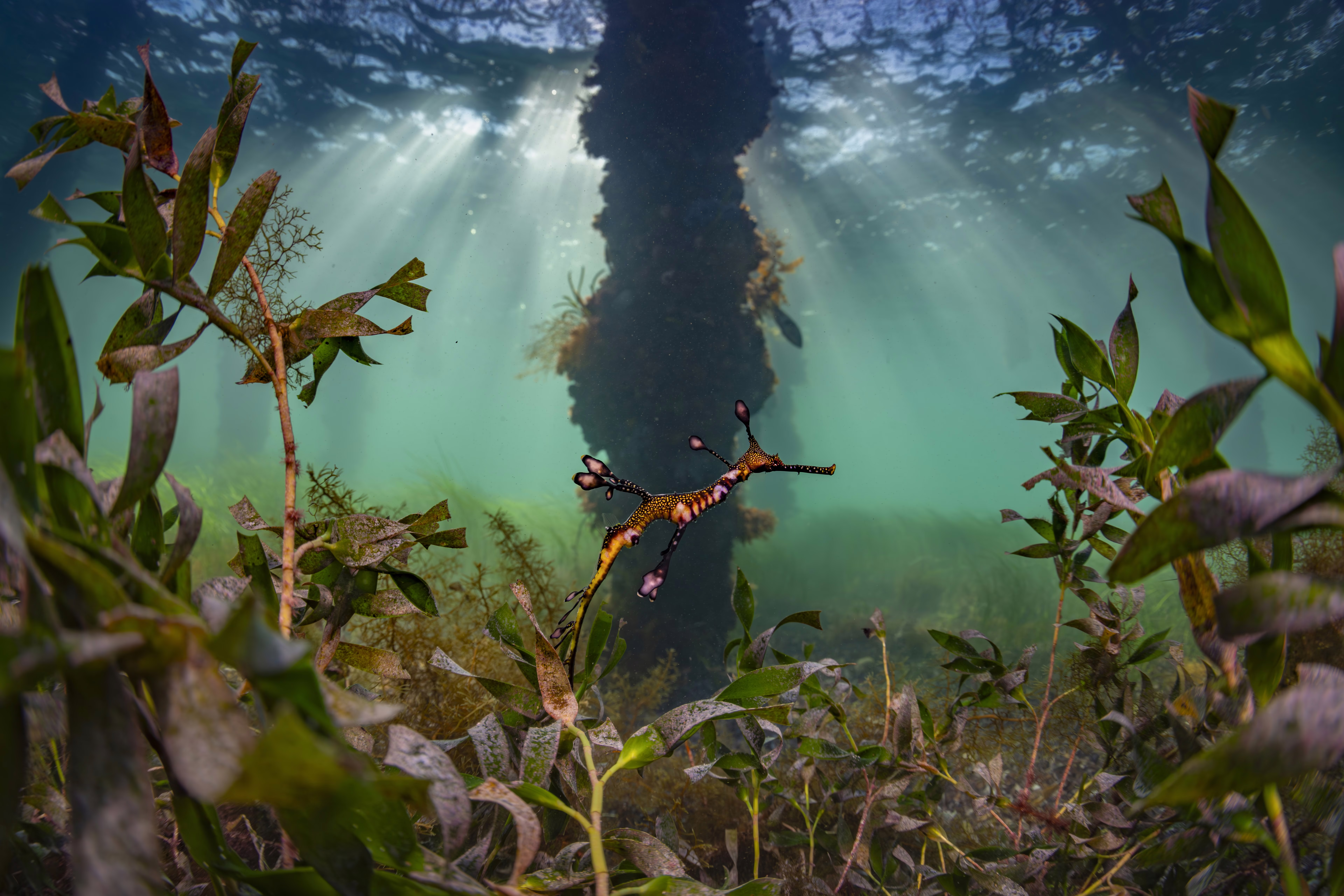 A sea dragon swims past aquatic plants.