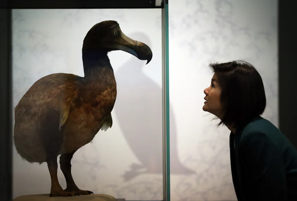 Woman faces off with dodo.