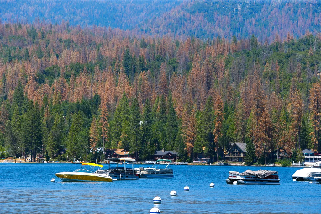 Lake with boats in the foreground and a hillside in the background where Ponderosa pine trees infested with the Western pine beetle are visible.