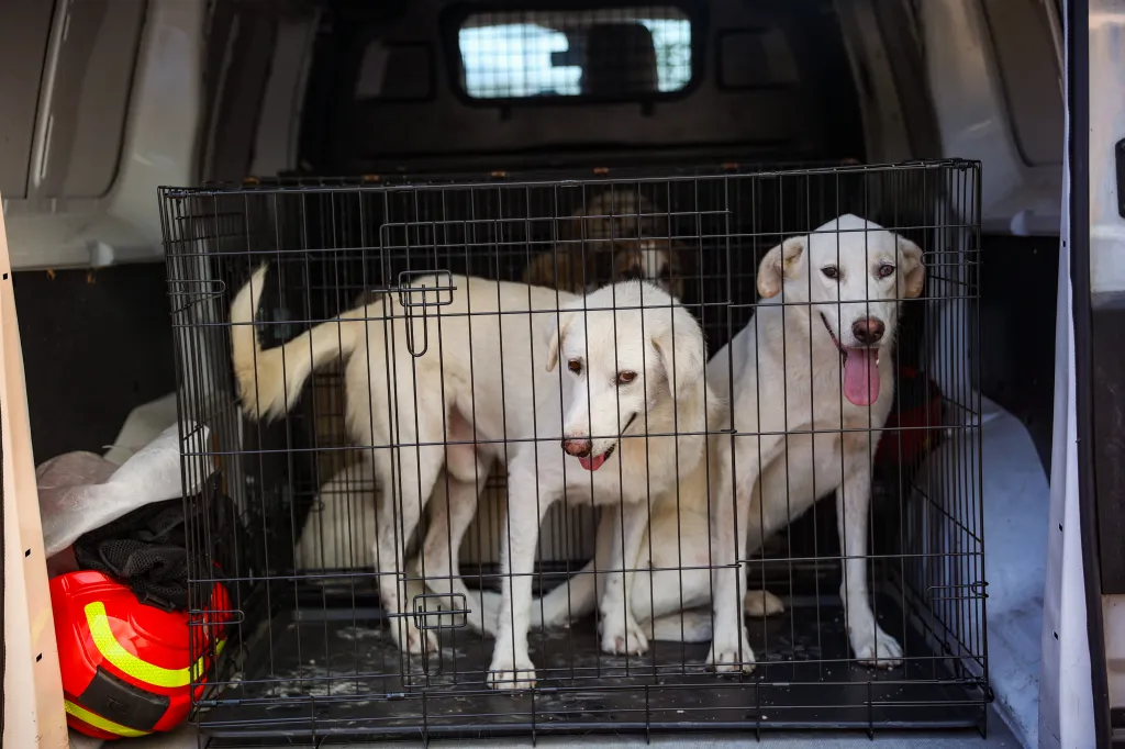 Two white dogs in a metal cage in the back of a vehicle, being evacuated from wildfires.