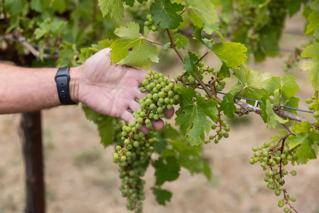 Jim Lincoln inspecting grapevines at Beckstoffer Vineyards.