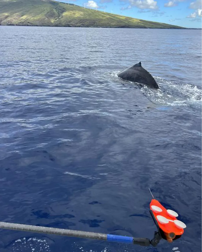 Researchers attach a suction cup recording tag to a humpback whale.