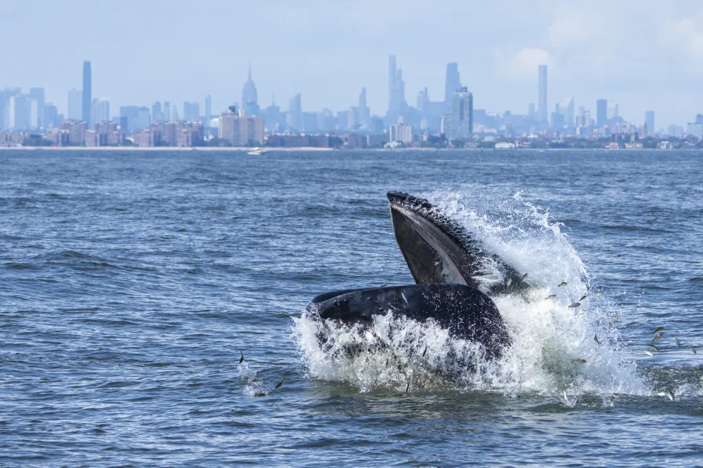 A humpback whale lunge-feeds, mouth wide open, with the New York City skyline in the background.