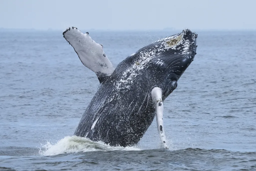 A humpback whale breaches the water, showing its dark body with white markings and barnacles.