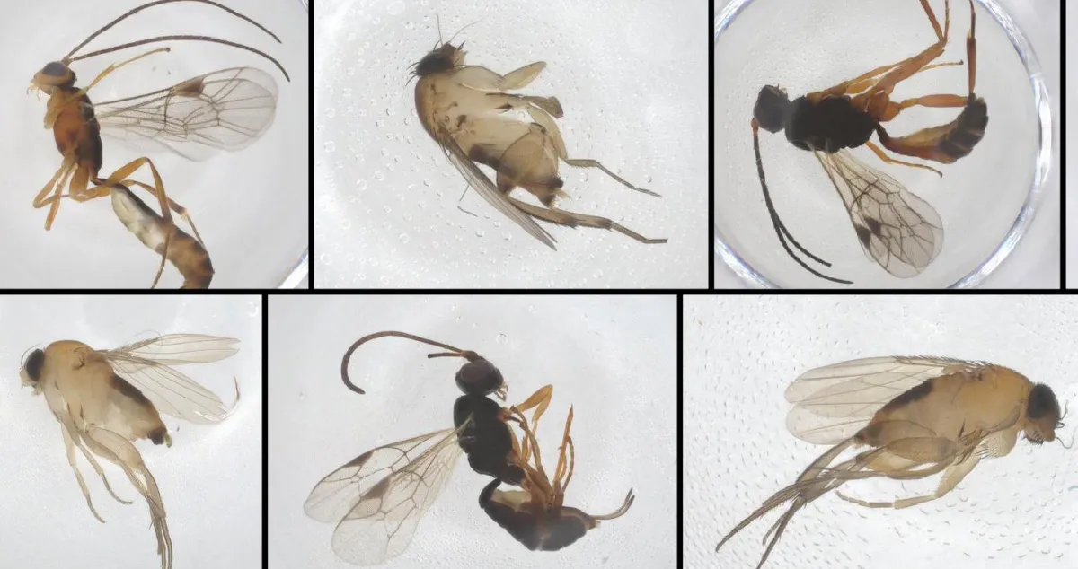 We think we just discovered some new species living in New York City